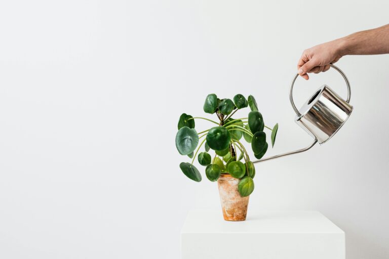 How to Take Care of a Chinese Money Plant: Tips and Tricks