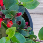 The Ultimate Guide to Lipstick Plant Care