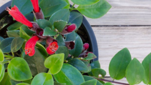 Read more about the article The Ultimate Guide to Lipstick Plant Care